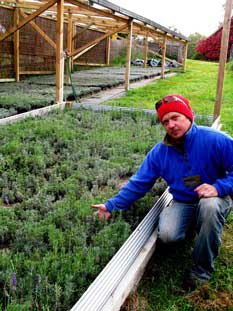 Autumn 2012, the seedling s shown above as smudges of green are now ten month year old plants ready for planting