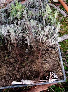 Winter 2012, the twelve month old seedlings are dug up ready for planting