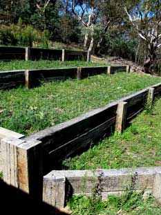 2013 the new four tier seedbed system showing lavender seedlings thick as grass in each bed.