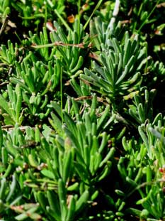 This close up of nine month old seedlings shows how densely they grow together in the seedbed.