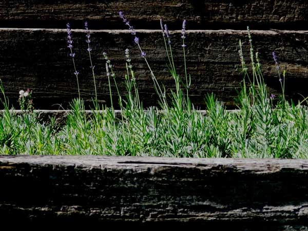 Nine month old seedlings show signs of their future potential in their floral spikes.