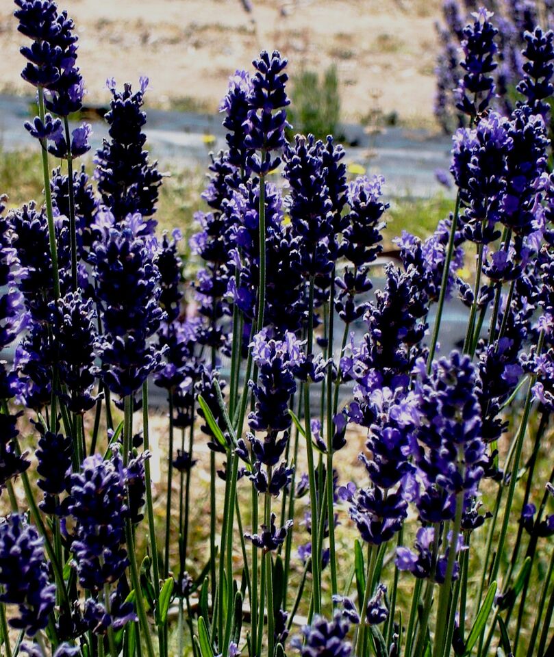 ‘Sponnee’ – ‘Pacific Monster’, named because of it dominant size in the row of seedlings. This plant shows evidence of cross pollination between the cultivars Bee and Pacific Blue. Initial phyto-chemical testing validates this assumption, with genetic markers of both these lavenders evident in the balance of chemistry.