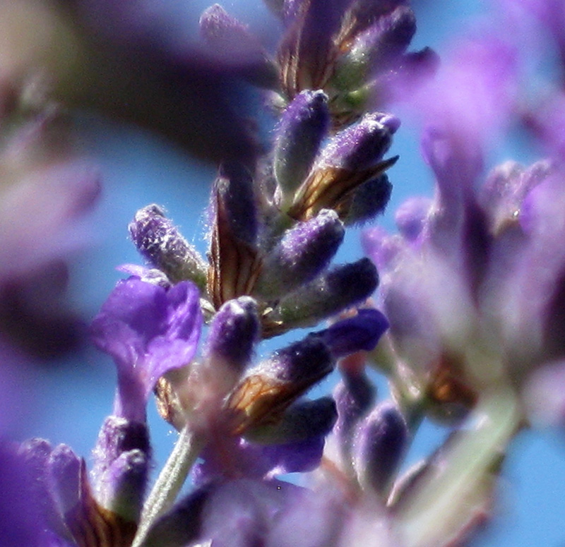 Lavandula angustifolia Bee is one of SRL’s foundation lavender cultivars, it is a vividly beautiful display in the summer sun just before harvest.  Tiny sacs of precious essential oil appear as glistening hairs on the lavender calyxes.