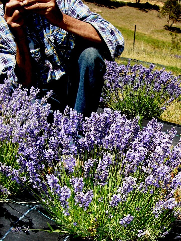 January 2009, 3 year old Sponnee plants, in full flower, are analysed for our cultivar development program. Over 100 plants have been recorded. These particular plants are genetically similar to our Avice Hill cultivar, its self a seed derived lavender from the English Lavender, ‘Munstead’.