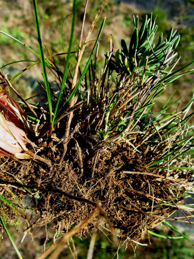 The ‘Sponnee’ is dug up in a large clump and then cleared of excess vegetative matter. It is important not to damage the seedlings root system.