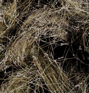 After distillation: the beautiful purple spikes leave the still as lavender straw. This straw is composted and returned to the farm to sustain fertility