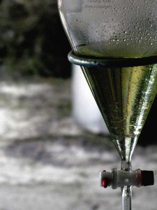 Glistening repose, newly distilled essential oil waits for decanting into an amber glass bottle for cellaring.