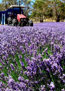 The bountiful and beautiful lavender cultivar, Avice Hill, consistently produces an essential oil which balances toward the ester compounds with low linalool content. Avice Hill, summer 2013, being harvested from Roo paddock
