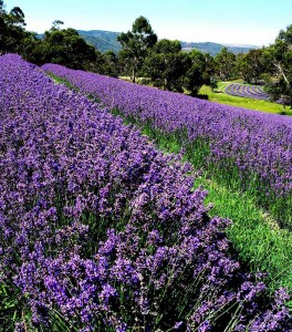 Pacific Blue is a vivid display of purple abundance at harvest time. This lavender cultivar produces an essential oil which is balanced toward the alcohol compound linalool and has unusually high levels of terpineol-4-ol giving this lavender essential oil a definite monoterpenol character.