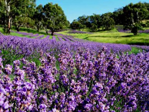 A field of the lavandula angustifolia cultivar, Avice Hill, ready for harvest. The pink tints amongst the mauve are the spent flowers, key indicators for timing harvest.