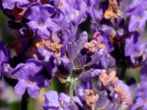 This close up of the lavandula angustifolia cultivar Avice Hill shows the three stages of flowering: 1/ the pink spent flower; 2/the fresh flower showing also its orange pollen centre so desirable to the bees; and 3/ the budded calyx with just a hint of the flower yet to bloom.