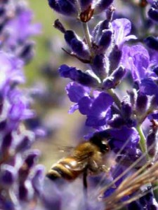 Insects are abundant in the summer fields of lavender and play a crucial role in the timing of harvest