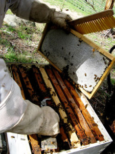 Robbing hives in late summer with the harvested lavenders evident in the background. This photo shows a fully capped frame of lavender honey.