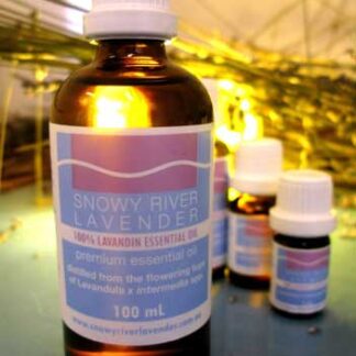 Lavandin Essential Oil - L. x intermedia Grosso