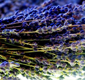 Dry bouquets; Lavandula angustifolia ‘Hidcote Blue’, dark calyxes are a feature of this dry lavender.