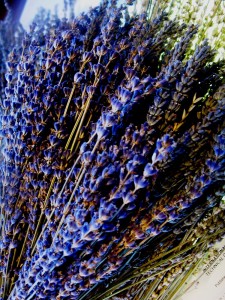 Dry bouquets; Lavandula angustifolia 'Twickle Purple', dark calyxes are a feature of this dry lavender.