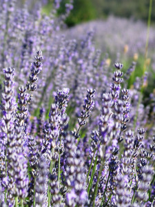 Lavendula x intermedia Margaret growing in the field
