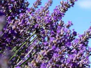 Our premiere lavender cultivar, Lavandula angustifolia Bee