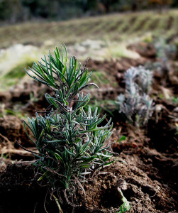 Future producers; newly planted seedlings ready to embrace life in our Snowy River landscape. It will be 4 – 5 years before these plants start to reach a mature level of productivity.
