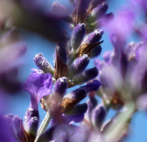 Lavandula angustifolia Bee is one of SRL’s foundation lavender cultivars, it is a vividly beautiful display in the summer sun just before harvest. Tiny sacs of precious essential oil appear as glistening hairs on the lavender calyxes.