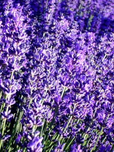 Lavandula angustifolia ‘Twickle Purple’ in the field