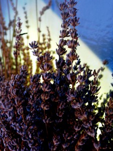 Dry bouquet of Lavandula x intermedia Margaret