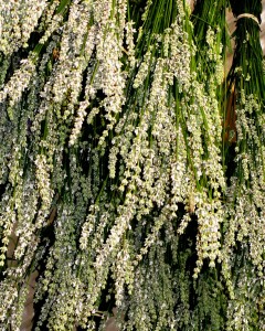 White lavandin, Alba, freshly hung in the drying shed